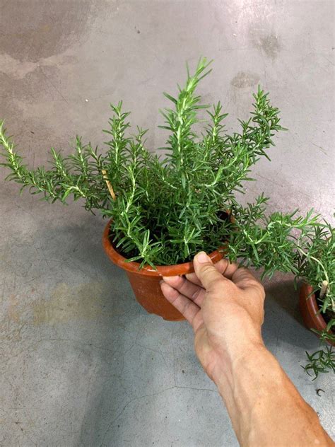 Rosemary Bushy Trailing Herbs Plant Each Furniture Home