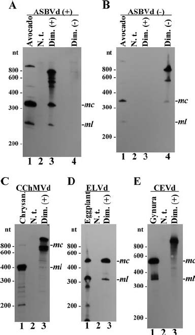 Northern Blot Hybridization Analysis Of Transplastomic C Reinhardtii