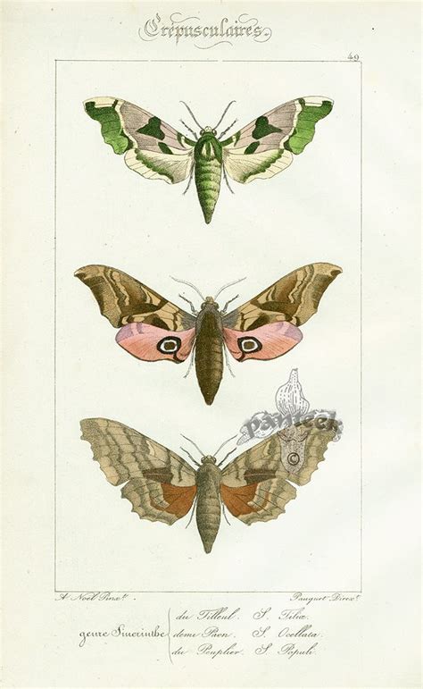 Antique Butterfly Print Antique Illustration Botanical Illustration