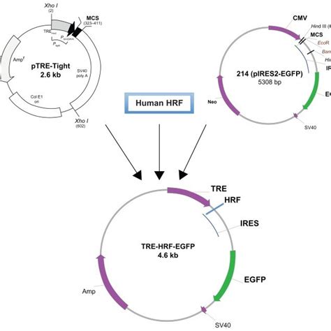 Schema Of The Transgenic Tre Hrf Tctp Egfp Plasmid Construction Note