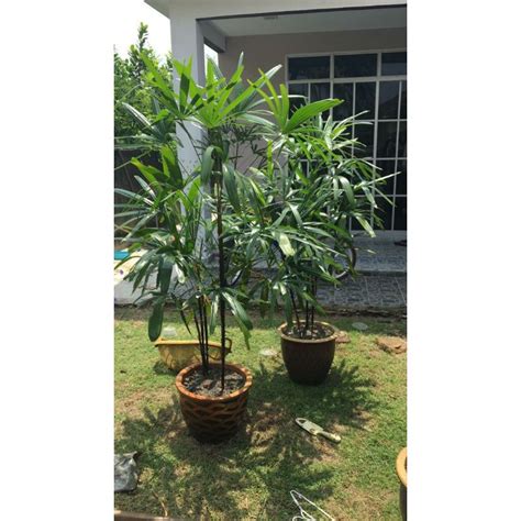 Anak Pokok Palas Hiasan Indoor Outdoor Mudah Penjagaan Shopee Malaysia