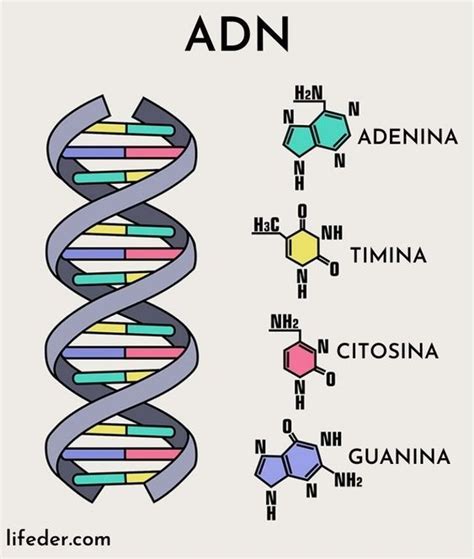 Adn Características Funciones Estructura Importancia Adn Y Arn Ácido Nucleico Maquetas