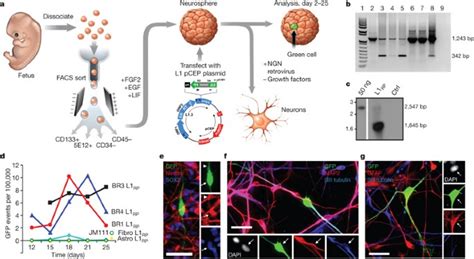 L1 Retrotransposition In Human Neural Progenitor Cells Nature