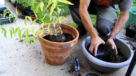 ¿cómo Trasplantar Tus Plantas En Casa Trucos Y Consejos Blog