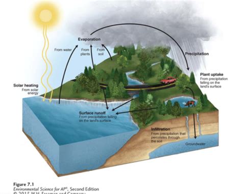 Module 7 Biogeochemical Cycles Flashcards Quizlet