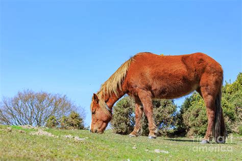 Wild Horses In New Forest National Park Photograph By Chon Kit Leong