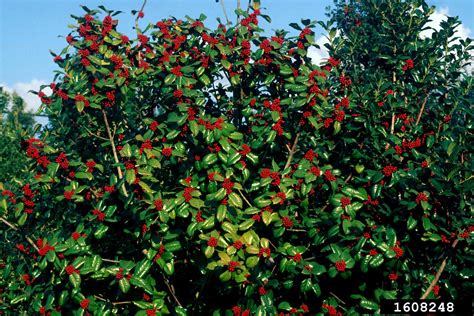 Holly Genus Ilex