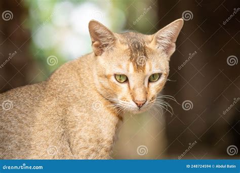 Skeptic Surprised Cat Thinking Know What Stock Photo Image Of Side