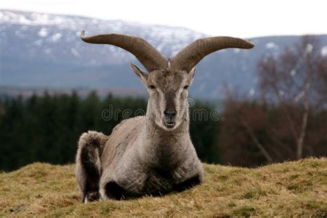 Bharal Himalayan Blue Sheep Stock Image - Image of animal, antlers: 8483811