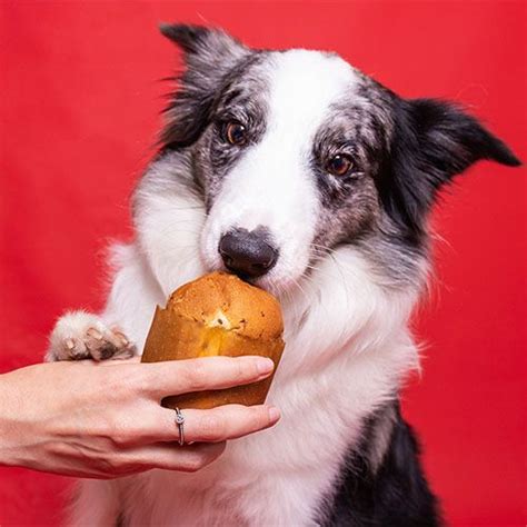 Panettone para cães e opção para ceia o pet