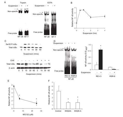 Suspension Culture Activates Nf B Relap65 Through The Canonical