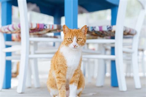 380+ Stunning Greek Cat Names That You Can Choose From