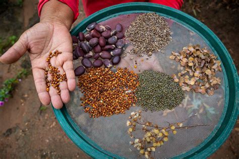 Como redes de sementes pelo Brasil vêm ajudando a restaurar os biomas