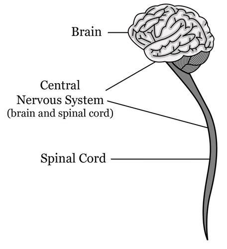 13 18 Central Nervous System Biology Libretexts