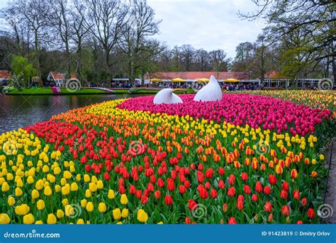 Caiga El Monumento Con Los Narcisos Y Los Tulipanes Coloridos Parque