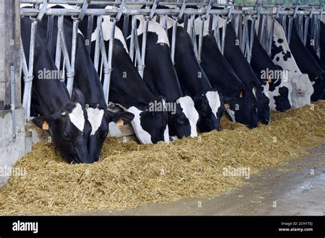 Stabulation Vache Prim Holstein Stock Photo Alamy