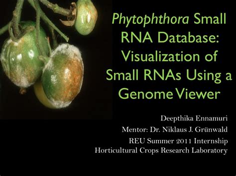 Ppt Phytophthora Small Rna Database Visualization Of Small Rnas Using A Genome Viewer