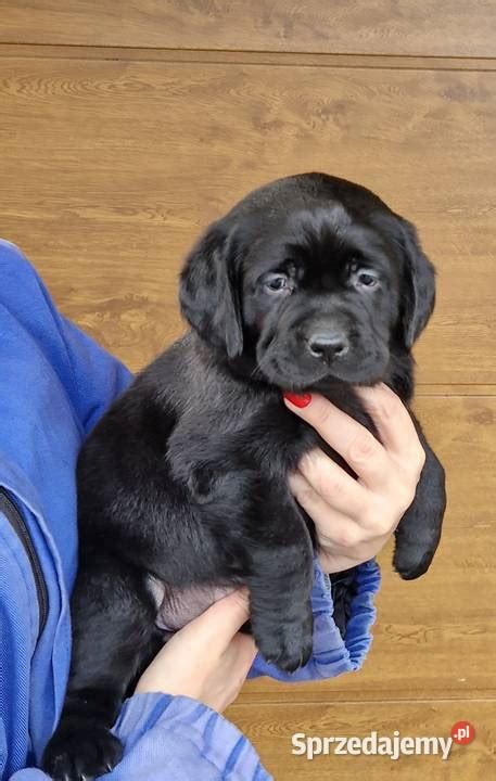 Labrador Retriever Zkwp O Krak W Czarne Szczeniaki Stadniki