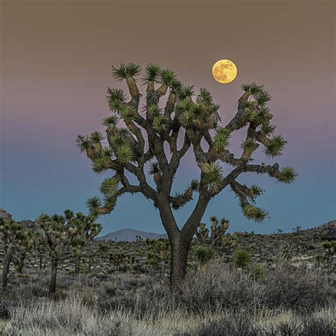 Full Moon Over Joshua Tree National Park Photograph By George Buxbaum