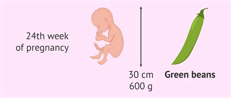 Measurements of the baby at 24 weeks' gestation