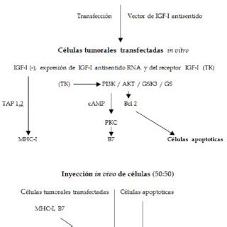 Terapia antisentido anti IGF I Fuente elaboración propia Download