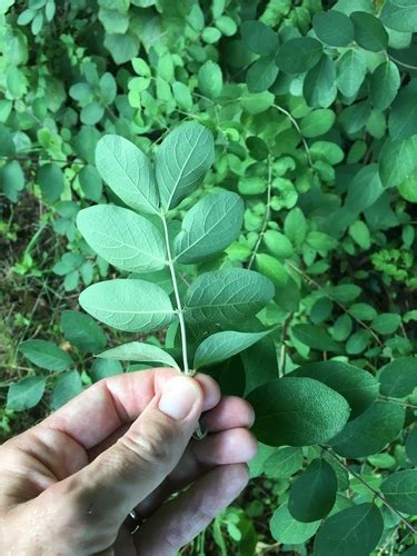 Morrow S Honeysuckle Invasive Plants Of Maryland INaturalist