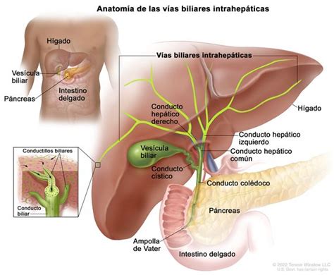 Definici N De V A Biliar Intrahep Tica Diccionario De C Ncer Del Nci