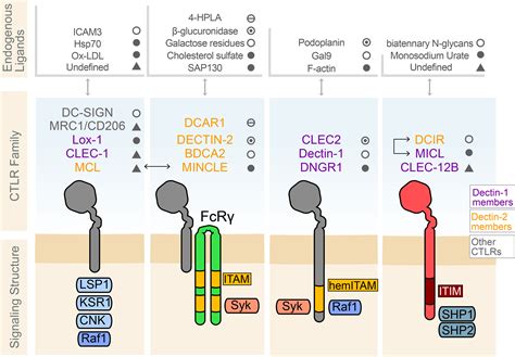 Frontiers The Diverse Roles Of C Type Lectin Like Receptors In Immunity