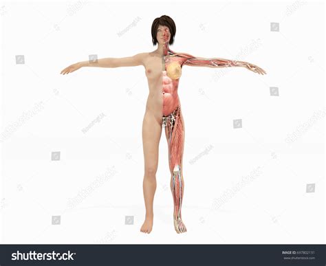Female Nude Body Anatomy Books 3d Stock Illustration 697802131 Shutterstock