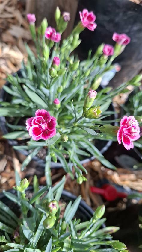 Dianthus ‘pink Kisses The Plant Lady