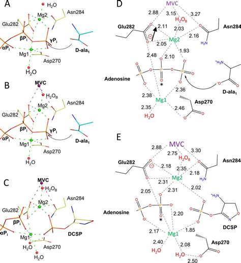 D Alanined Alanine Ligase As A Model For The Activation Of ATP Grasp