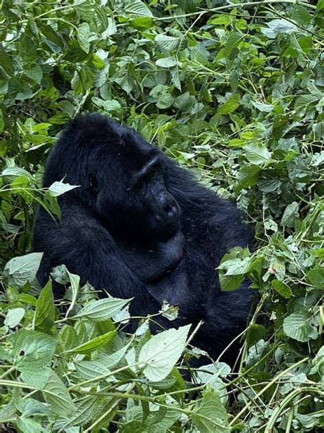 Gorilla Trekking In Volcanoes National Park From Kigali