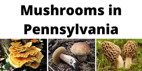 A Comprehensive List Of Common Wild Mushrooms In Pennsylvania