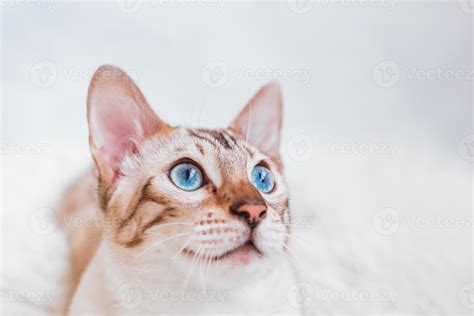 Close up portrait of beautiful Bengal cat with blue eyes on gray ...