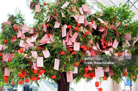 tree high res stock photo getty images