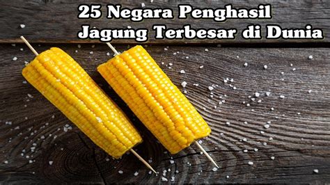 25 Negara Penghasil Jagung Terbesar Di Dunia YouTube