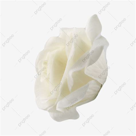 White Rose Natural Flowers White White Rose Garden Still Life Png