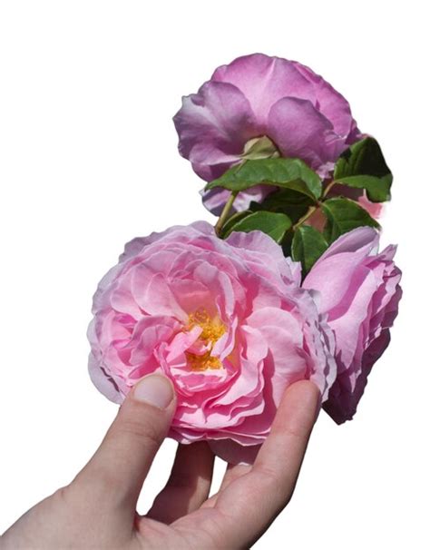 Premium Photo Hand Holding Beautiful Pink Rose Flowers Isolated On