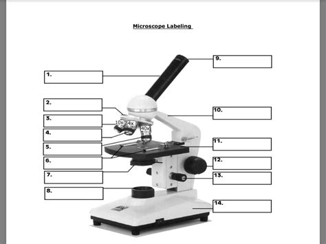 regardless of rupture digestion light microscope labeled diagram ...