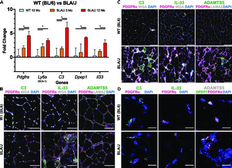 Altered Expression Of FAP Specific Genes In LGMD2B Mouse Model A