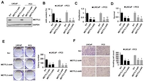 Effects Of METTL3 Depletion On Cells Proliferation Survival Colony