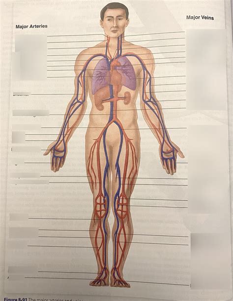 Major Arteries And Veins Labeling Diagram Quizlet