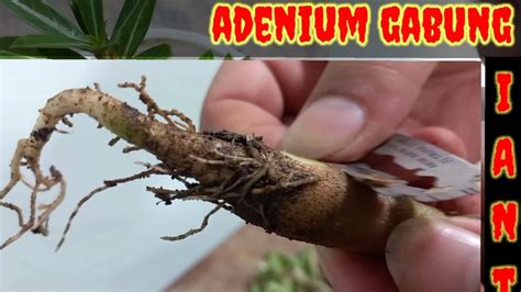 Gabung Adenium Giant Adenium Nwovi Youtube