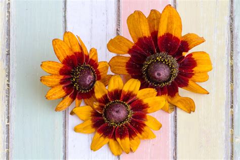 Gratis Billeder Blomst Kronblad Gul Flora Solsikke Blomster