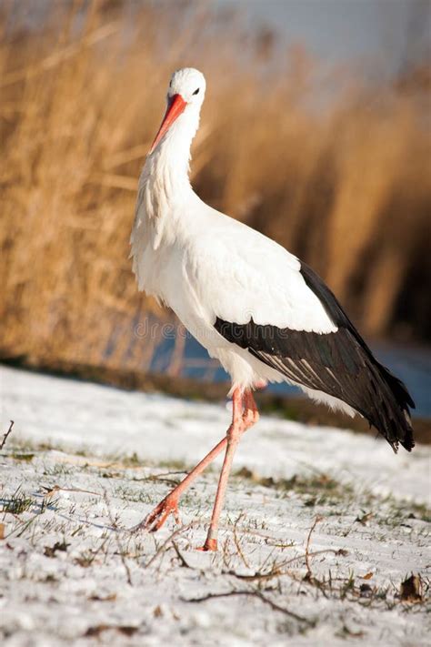 Beautiful Stork In Flight Stock Photo Image Of Nature Color 191668900