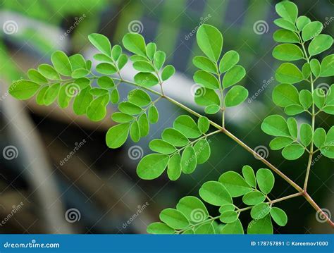 Moringa Oleifera, Fresh Moringa Leaves on Tree Stock Image - Image of ...