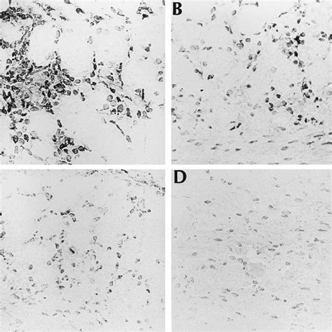 Representative Photomicrographs Of A Mouse Tg Obtained Days After