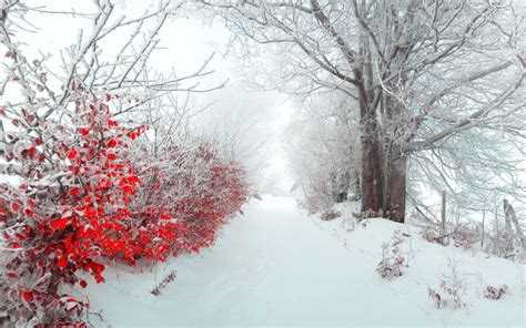 🔥 [10+] Red Winter Forest Wallpapers | WallpaperSafari