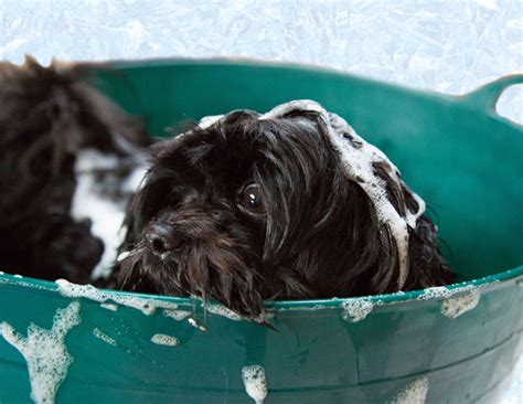 groom  dog  high quality dog shampoo dogperday