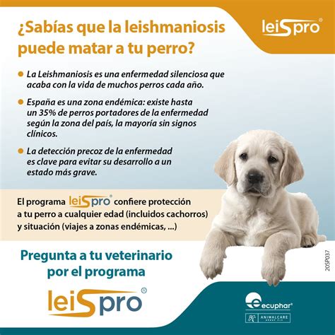 Todo Lo Que Necesitas Saber Sobre La Leishmaniosis Canina S Ntomas